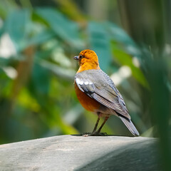 Fototapeta premium The Orange-headed Thrush is a shy, medium-sized bird with bright orange underparts and a grey or olive back. It prefers shady forests and gardens, and sings a rich, melodious song. 