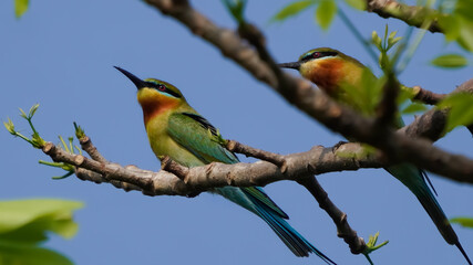 The Blue-tailed Bee-eater is a colorful bird with a vibrant blue tail, green body, and yellow throat. It feeds on bees and insects, often seen perched on wires or branches, hunting in open areas.

