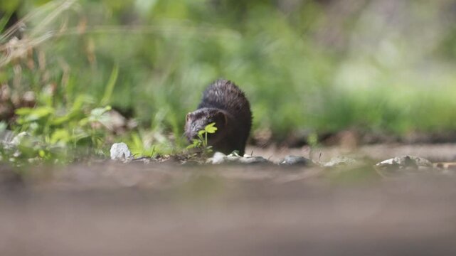 A wild mink walks along a forest path with wet fur glistening in the sun after swimming, resting on the ground and enjoying the warm sunlight.
