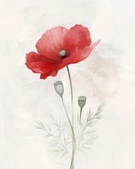 Watercolor Red Poppy Flower with Seed Pods Botanical Illustration