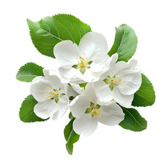 Naklejka premium Flower png apple flower png geranium flower png freesia flower png anemone flower png buttercup flower png flower branch png flower transparent background.