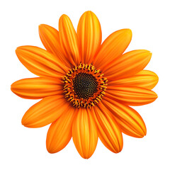 Mexican Sunflower png