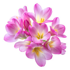 Obraz premium Flower png apple flower png geranium flower png freesia flower png anemone flower png buttercup flower png flower branch png flower transparent background.