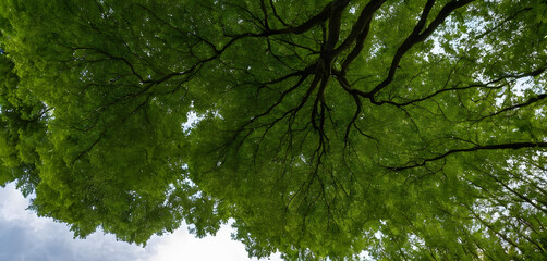 Fototapeta premium Artistic capture of a tree’s reflection in a calm puddle, creating a moody and serene mirror-like scene. Ideal for nature photography collections, environmental blogs, seasonal storytelling, and atmos