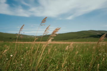Fototapeta premium wind mild in the grass field landscape professional photography