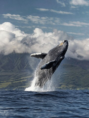 Fototapeta premium Humpback Whale Breaching in Ocean Waters, Maui