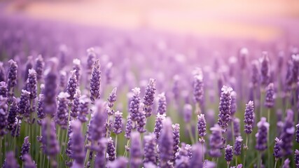 Serene and blooming lavender field with soft focus and warm sunset light