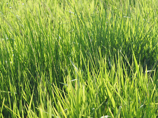 Green grass fields in flooded areas
