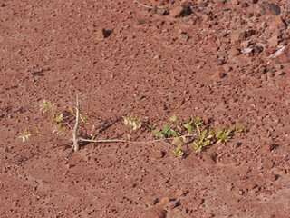 Trees grow in laterite soil.