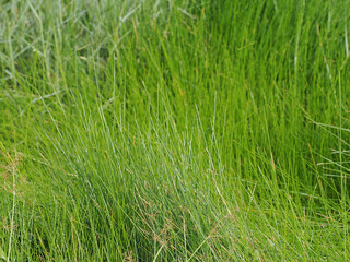 Green grass fields in flooded areas