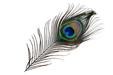 Fototapeta premium A peacock feather isolated on white background PNG