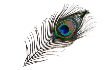 A peacock feather isolated on white background PNG