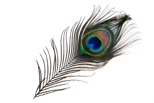 A peacock feather isolated on white background PNG