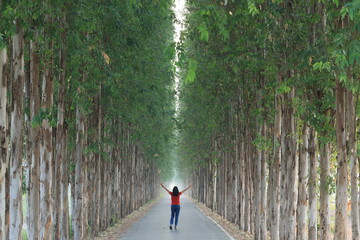 Young woman enjoying the morning air on a long straight road with large eucalyptus trees in...