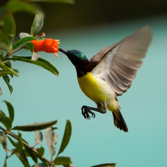 The Purple-rumped Sunbird is a small, colorful bird with iridescent purple and green plumage. Found in South India and Sri Lanka, it feeds on nectar from flowers and is known for its energetic, hoveri