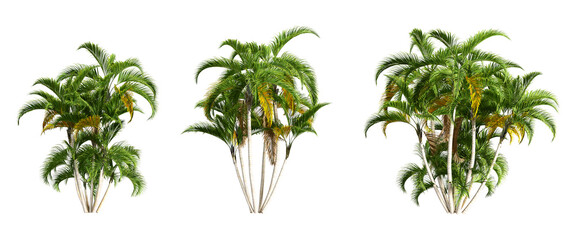 palm tree isolated on white background © Hanh