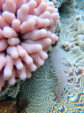 Soft coral and a seaworm