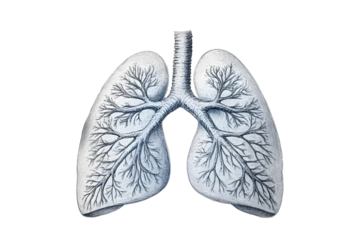 Pulmonologist doctor, lungs specialist. Aesthetic handdrawn highlighted illustration of human lings. Neutral grey background, studio photo and collage.