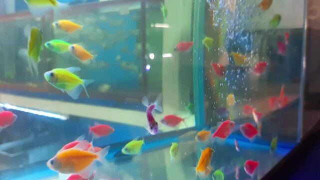 Beautiful Closeup Colorful Glowfish Tetra Group Breeding Underwater Swimming Fresh Blue Aquarium Natural Oxygen Clear Habitat Vibrant Tank Aquatic Pet Tropical Scene Wildlife Marine Exotic Motion