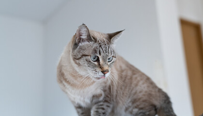 室内で座って見つめる可愛い猫　シャムトラ猫