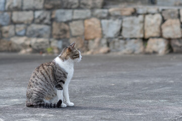 座っている可愛い猫