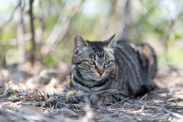 道端でくつろぐ可愛い野良猫