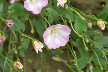 Field bindweed or Convolvulus arvensis or European bindweed or Creeping Jenny with open flowers...