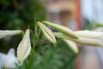 雨に濡れて雨粒の残る白いテッポウウユリのつぼみ