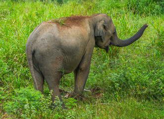 Wild elephants in the Hurulu Eco Park, Habarana, Sri Lanka, Asia. Wild Elephant Safari.	