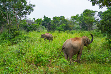 Wild elephants in the Hurulu Eco Park, Habarana, Sri Lanka, Asia. Wild Elephant Safari.	