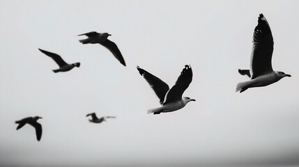 Fototapeta premium Seagulls in Flight Captured in Silhouette Against a Gray Sky