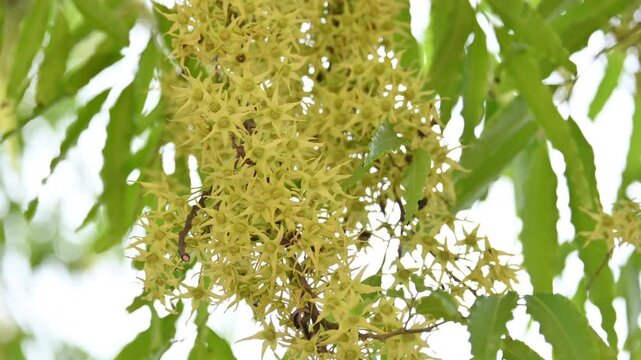 Polyalthia longifolia tree flowers. It's tree other names Ashoka, glodokan, glodogan tiang, False Ashok Tree. 
The bark of this trees is used in making many Ayurvedic medicines.