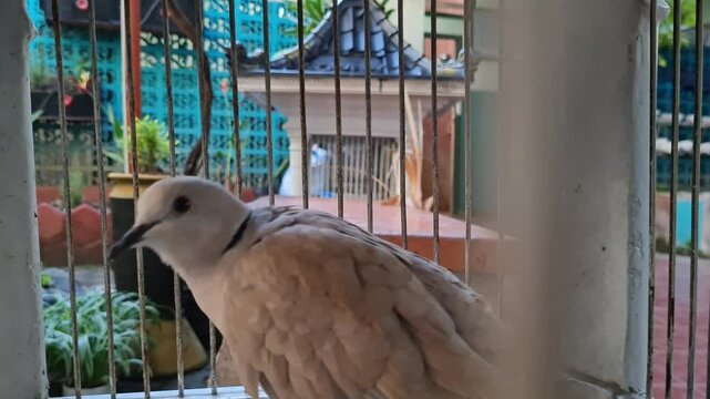 Two brown and white Streptopelia decaocto birds with a necklace-like neck in a cage