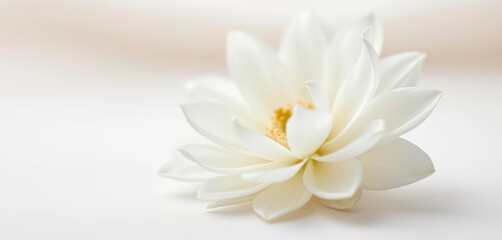 Obraz premium Soft-focus white flower, delicate petals, ethereal bloom on pale background, spring, blurred