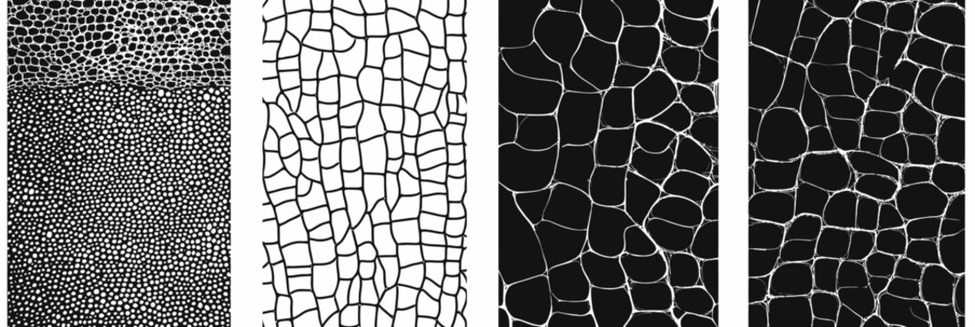 Set four seamless black and white reptile skin patterns including snake skin texture crocodile lizard scales abstract seamless backgrounds vector design