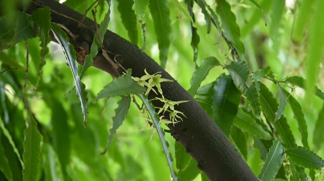 Polyalthia longifolia tree flowers. It's tree other names Ashoka, glodokan, glodogan tiang, False Ashok Tree. 
The bark of this trees is used in making many Ayurvedic medicines.