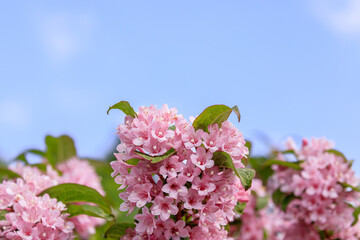北海道由仁町、ピンクの可愛らしい花を咲かせるオオベニウツギ【5月】