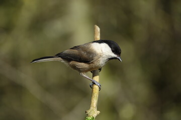 willow tit (Poecile montanus) beautiful British wild birds