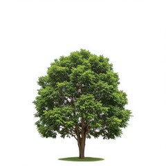 Fototapeta premium Green tree isolated on white background with lush foliage