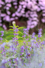 北海道由仁町、キャットミントと呼ばれるネペタ・ファッシーニ【5月】