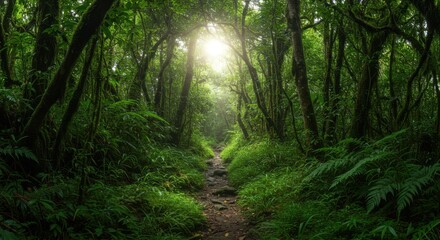 Fototapeta premium Path through a dense green forest with sunlight filtering through