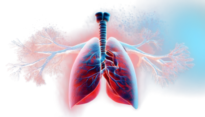 Human lungs. Cancer and respiratory diseases of the pulmonary system. The science of pulmonology in the treatment of tuberculosis, asthma and bronchitis. 3D organ with a red and blue background.