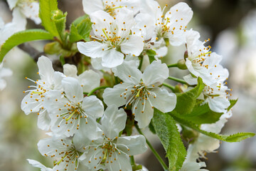 Cherry blossoms bloom in springtime garden setting
