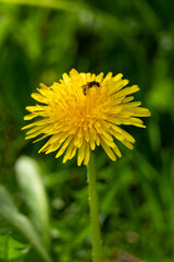 Bright yellow dandelion with bee in lush green meadow