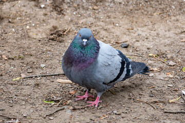 Colorful pigeon standing on the ground in a natural setting
