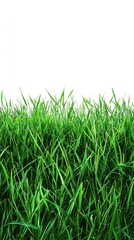 Fototapeta premium Green grass field; white sky for background;