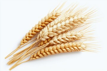 Golden wheat stalks against white background