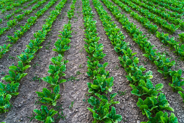 Young sugar beet plants growing in clean, evenly spaced soil rows on a rural farm field