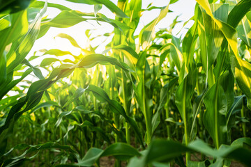 Obraz premium Sunlight glowing through dense corn leaves in vibrant green summer field
