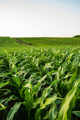 Expansive cornfield with gentle hills and a narrow trail curving into the distance